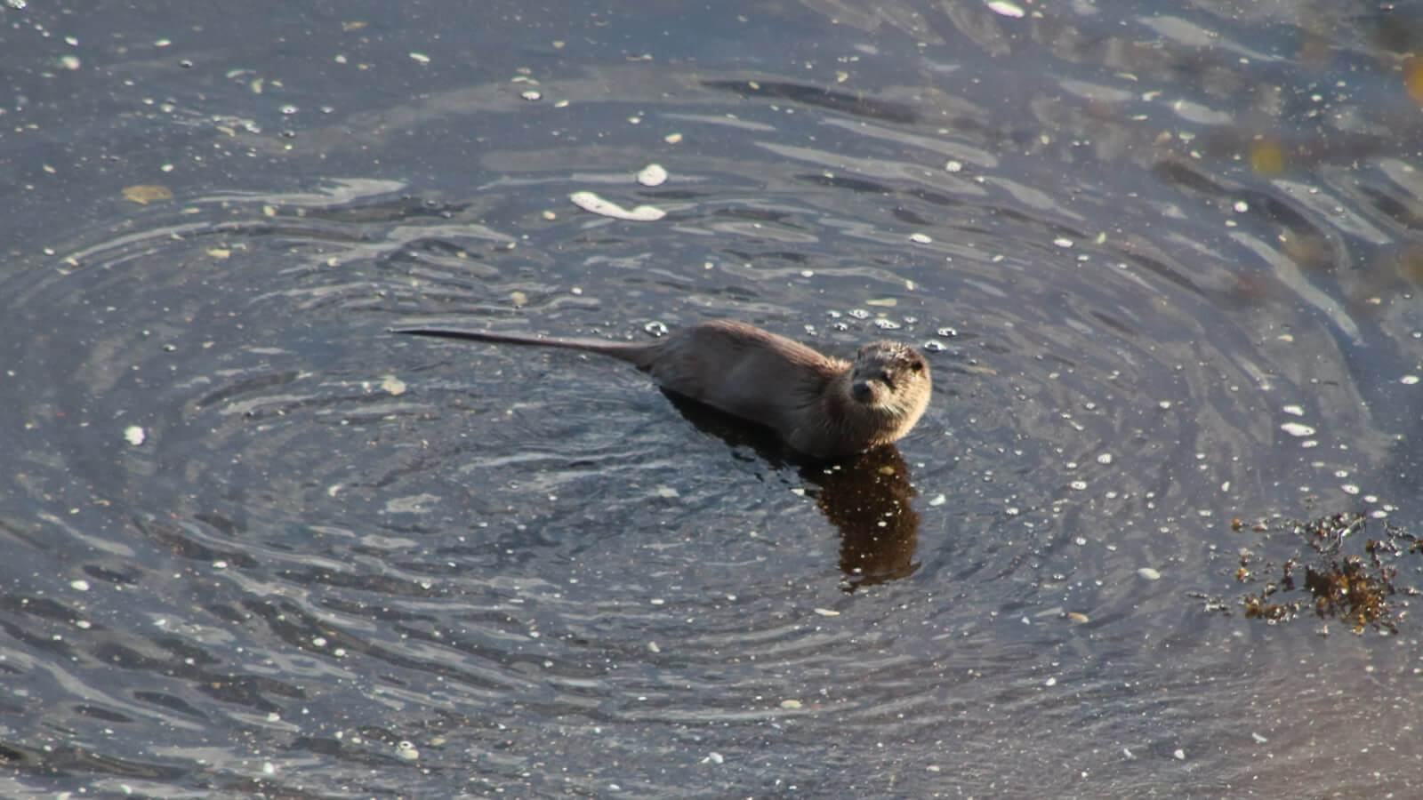 Otter on shore below Air an Oir Cabin